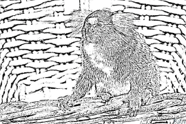 marmoset Shafukan Masu Launi Da Ake Bugawa